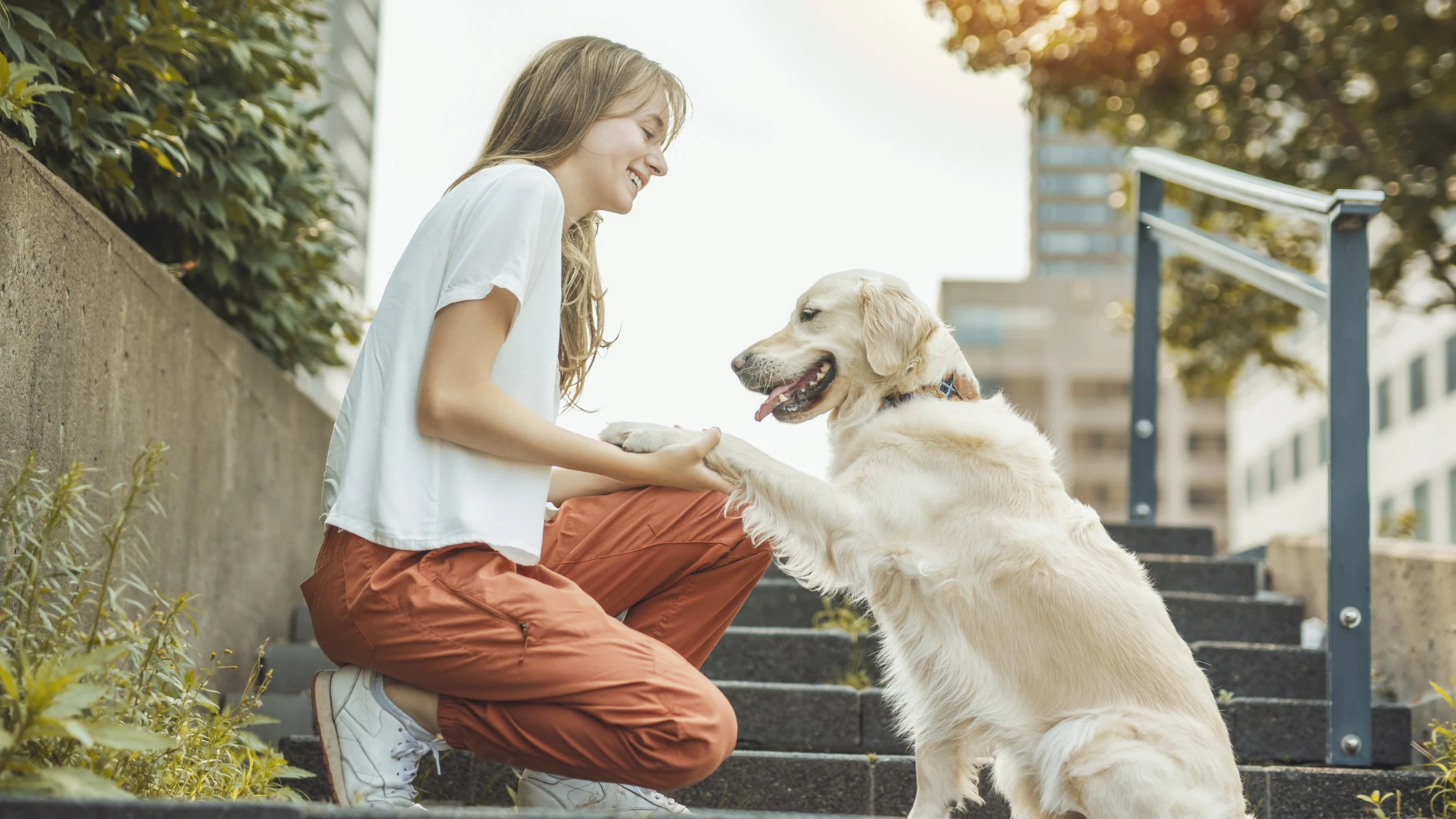 Esta raza de perros es conocida por su temperamento amigable, leal e inteligente