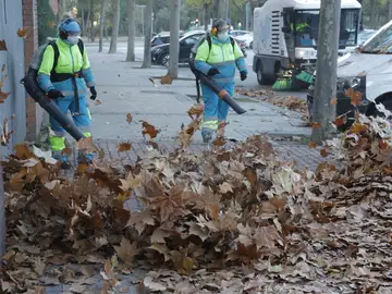 Recogida de la hoja en Madrid Recogida de la hoja en Madrid