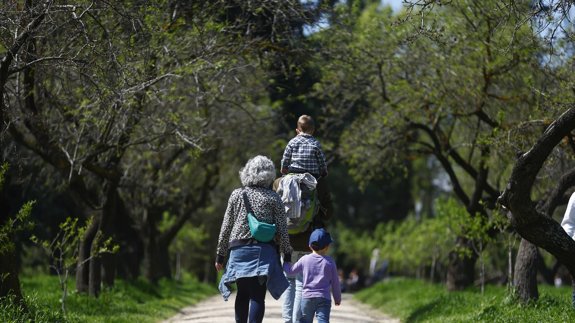 Al introducir el gen en modelos animales de progeria, se puede revertir o mitigar el daño cardiaco