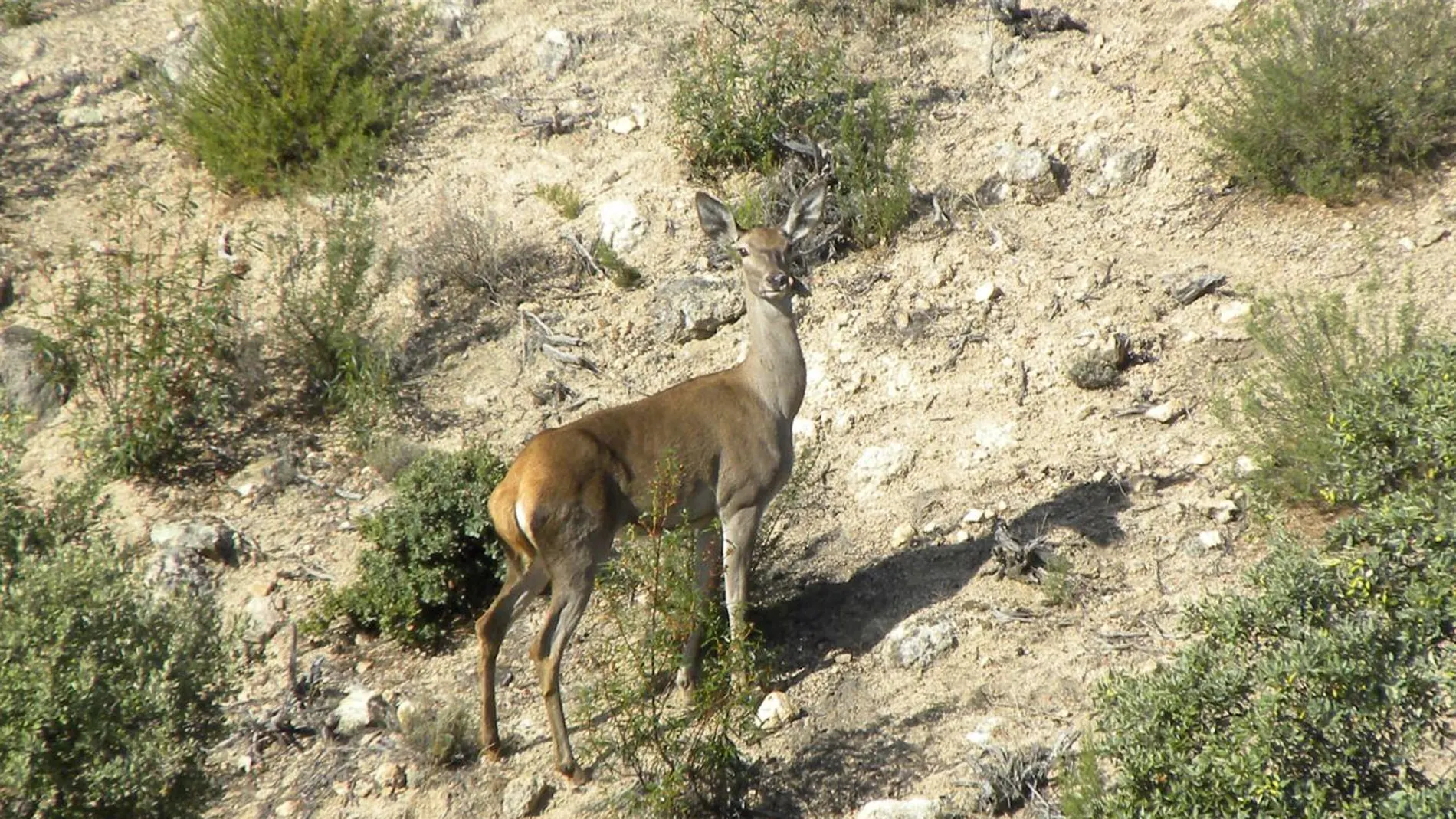 Caza furtiva en el Monte de El Pardo: un detenido y un investigado