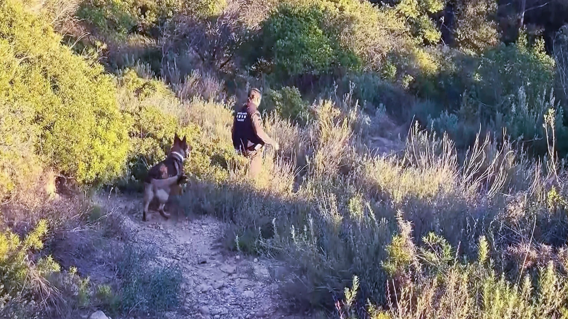 BARCELONA, 29/11/2025.- Vista del dispositivo de agentes rurales de Cataluña. Cuatro jabalíes han aparecido muertos por peste porcina africana (PPA) en la sierra de Collserola (Barcelona), en la misma zona en la que esta semana se encontraron los cuerpos de los dos primeros animales fallecidos por este brote. Este brote de peste porcina, el primero que se detecta en España desde 1994, ha llevado al Departamento a crear un perímetro de seis kilómetros en torno al lugar en el que se encontraron...