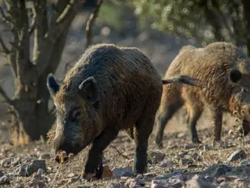 Experto en sanidad animal: "Cataluña está preparara para actuar ante la peste porcina" CIUDAD REAL, 29/11/2025.- El experto en sanidad animal Christian Gortázar ha asegurado que la detección de casos de peste porcina africana (PPA) en jabalíes en la provincia de Barcelona “no ha sido una sorpresa” y que su llegada “solo era cuestión de tiempo”, 30 años después de su erradicación en 1994, pero ha asegurado que Cataluña es una región "muy preparada para actuar frente a la enfermedad". EFE/Jesús Monroy