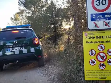 Aparecen muertos 4 jabalíes más en Collserola, donde se prohíben actividades al aire libre FOTODELDIA BARCELONA, 29/11/2025.- Vista del dispositivo de agentes rurales de Cataluña. Cuatro jabalíes han aparecido muertos por peste porcina africana (PPA) en la sierra de Collserola (Barcelona), en la misma zona en la que esta semana se encontraron los cuerpos de los dos primeros animales fallecidos por este brote. Este brote de peste porcina, el primero que se detecta en España desde 1994, ha llevado al Departamento a crear un perímetro de seis kilómetros en torno al lugar en el que se ...