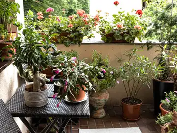¿Es legal tener plantas o un huerto en tu balcón o terraza? Qué permite Ley de Propiedad Horizontal ¿Es legal tener plantas o un huerto en tu balcón o terraza? Qué permite Ley de Propiedad Horizontal