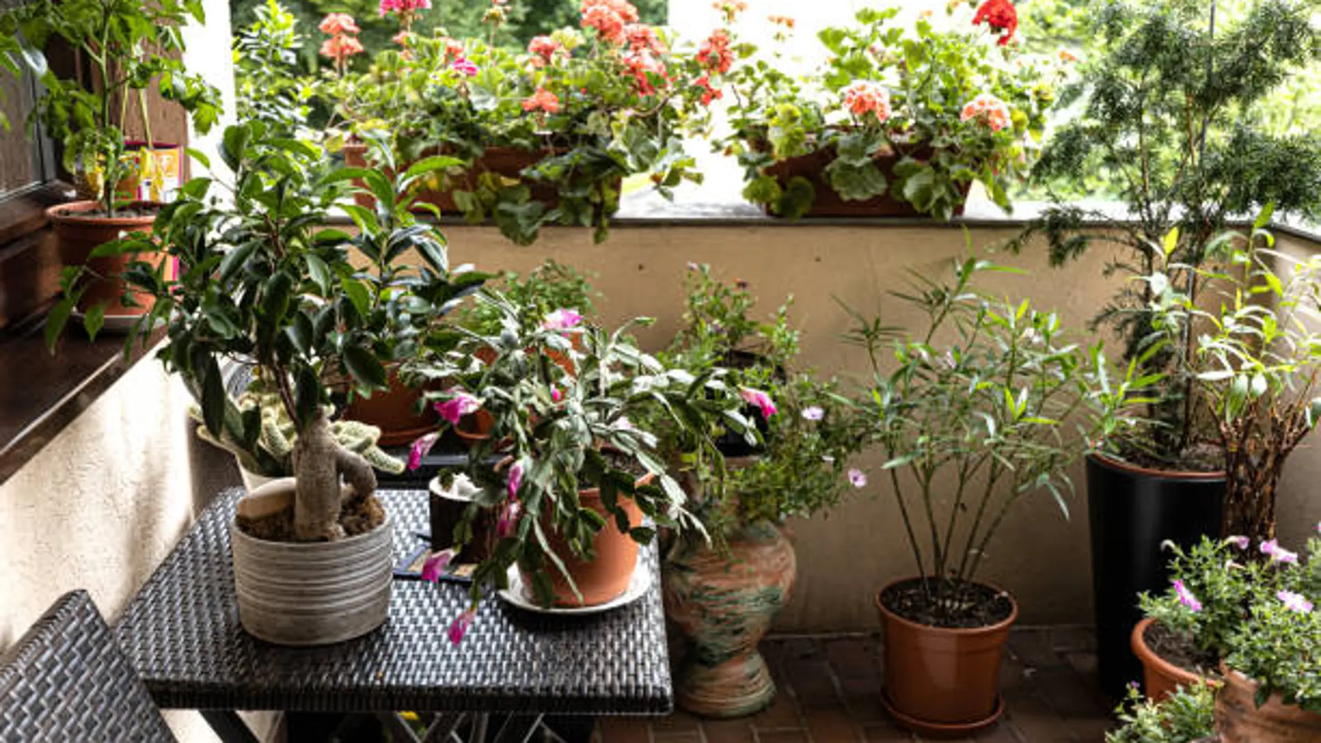 ¿Es legal tener plantas o un huerto en tu balcón o terraza? Qué permite Ley de Propiedad Horizontal