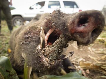 PACMA tacha a la caza y a las macrogranjas de "facilitadores" de la expansión del virus de la peste porcina africana