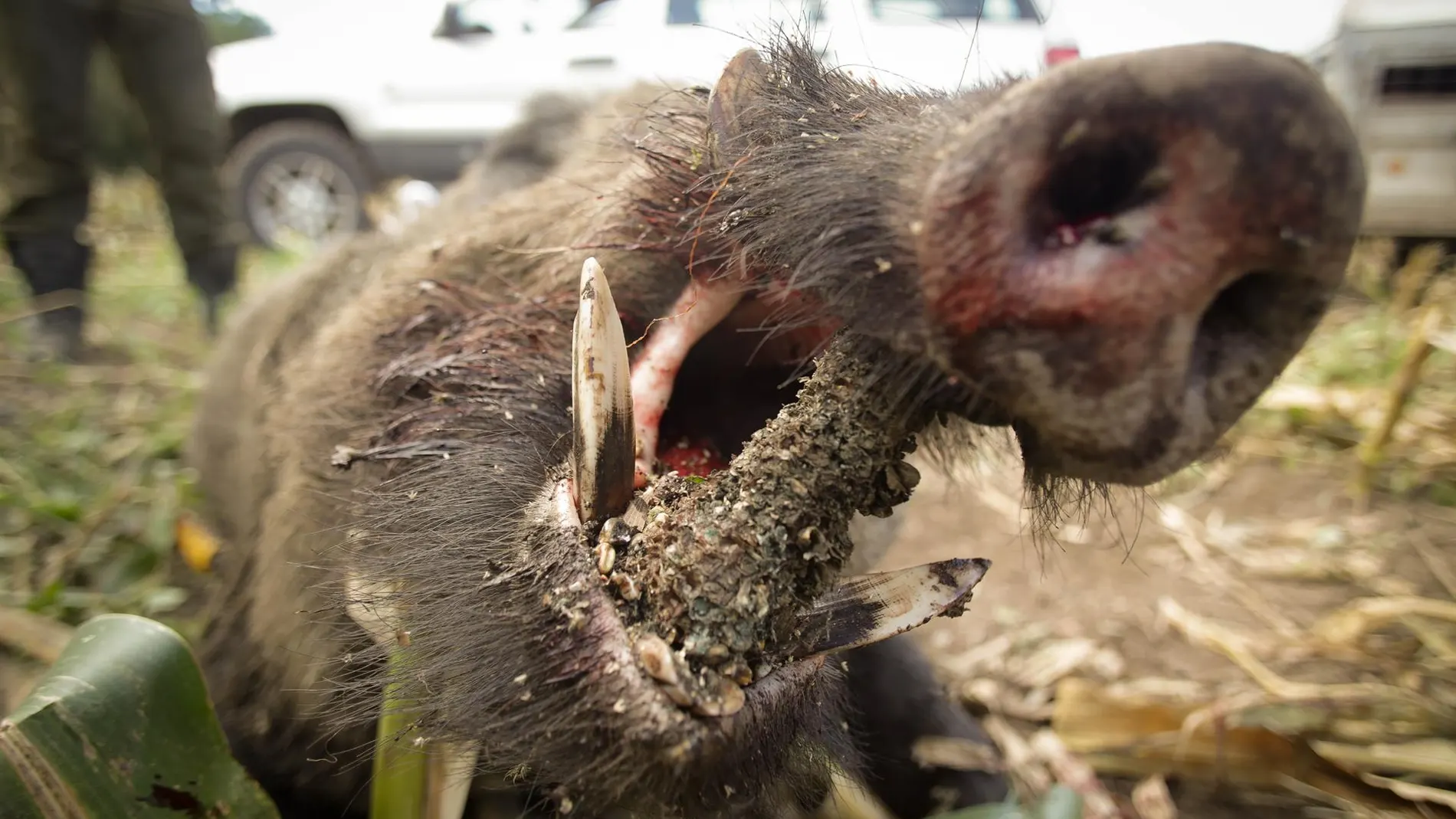 PACMA tacha a la caza y a las macrogranjas de "facilitadores" de la expansión del virus de la peste porcina africana