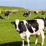 &iquest;Pagar por tener gases? Una diputada argentina propone cobrar un impuesto por las flatulencias de las vacas