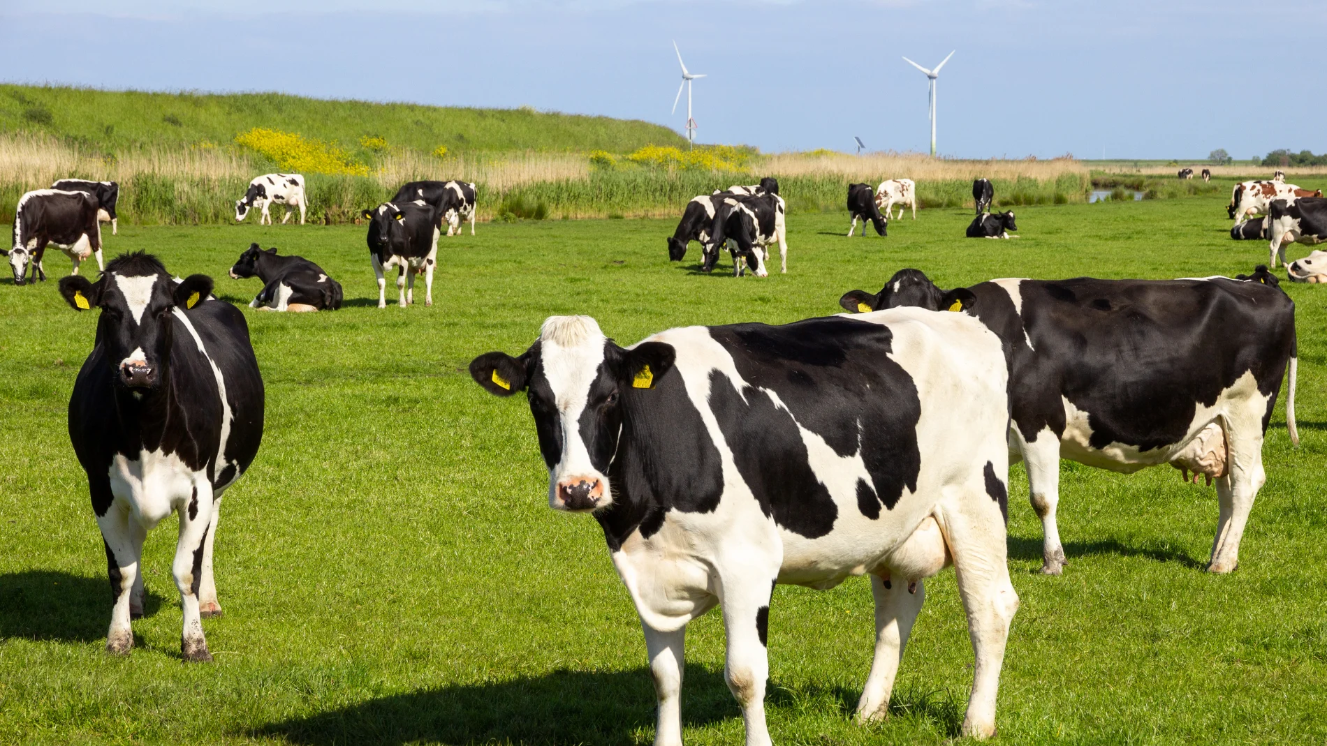 ¿Pagar por tener gases? Una diputada argentina propone cobrar un impuesto por las flatulencias de las vacas