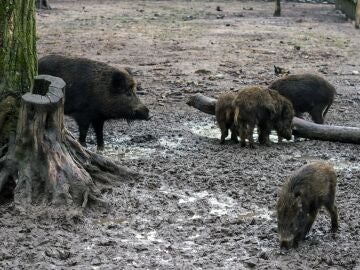 Economía.- AVA-Asaja destaca la seguridad de la carne porcina, pero exige controlar la población de jabalí ante la PPA