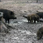 Economía.- AVA-Asaja destaca la seguridad de la carne porcina, pero exige controlar la población de jabalí ante la PPA