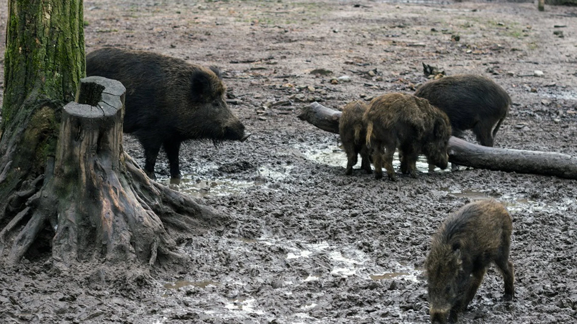Economía.- AVA-Asaja destaca la seguridad de la carne porcina, pero exige controlar la población de jabalí ante la PPA