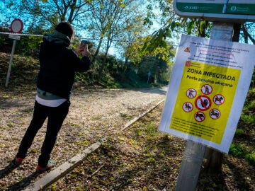 La UME se despliega para controlar la peste porcina a la espera de evaluar su impacto