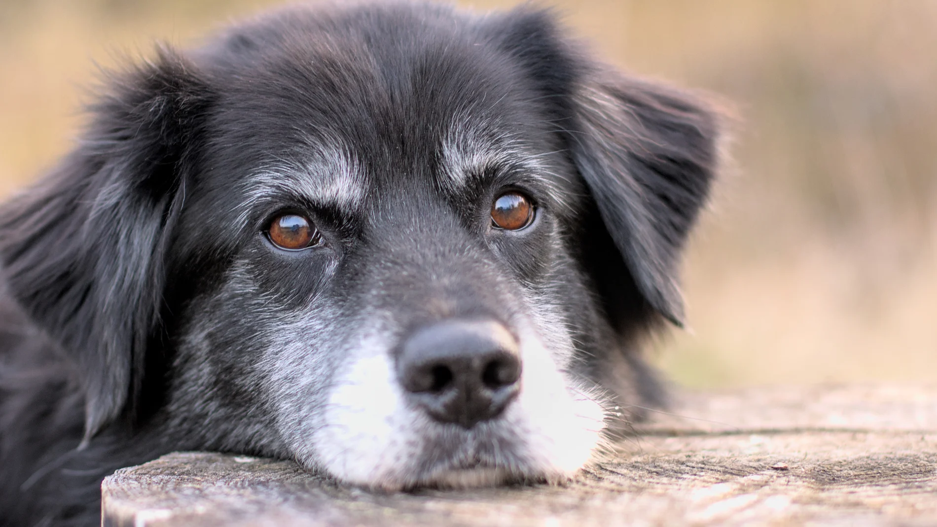 Esta es la edad exacta a la que envejece un perro según su raza y tamaño