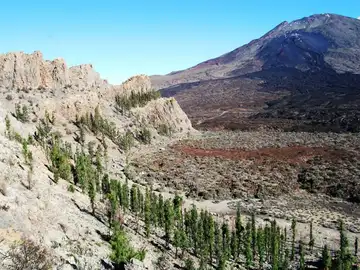 Europa tiene un nuevo árbol récord que lleva creciendo 1.544 años en un sitio que nunca imaginarías Parque Nacional del Teide, Tenerife