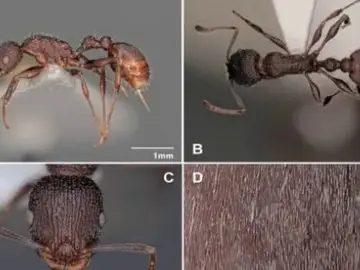 Imágenes de la nueva hormiga Imágenes de la nueva hormiga