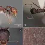 Imágenes de la nueva hormiga