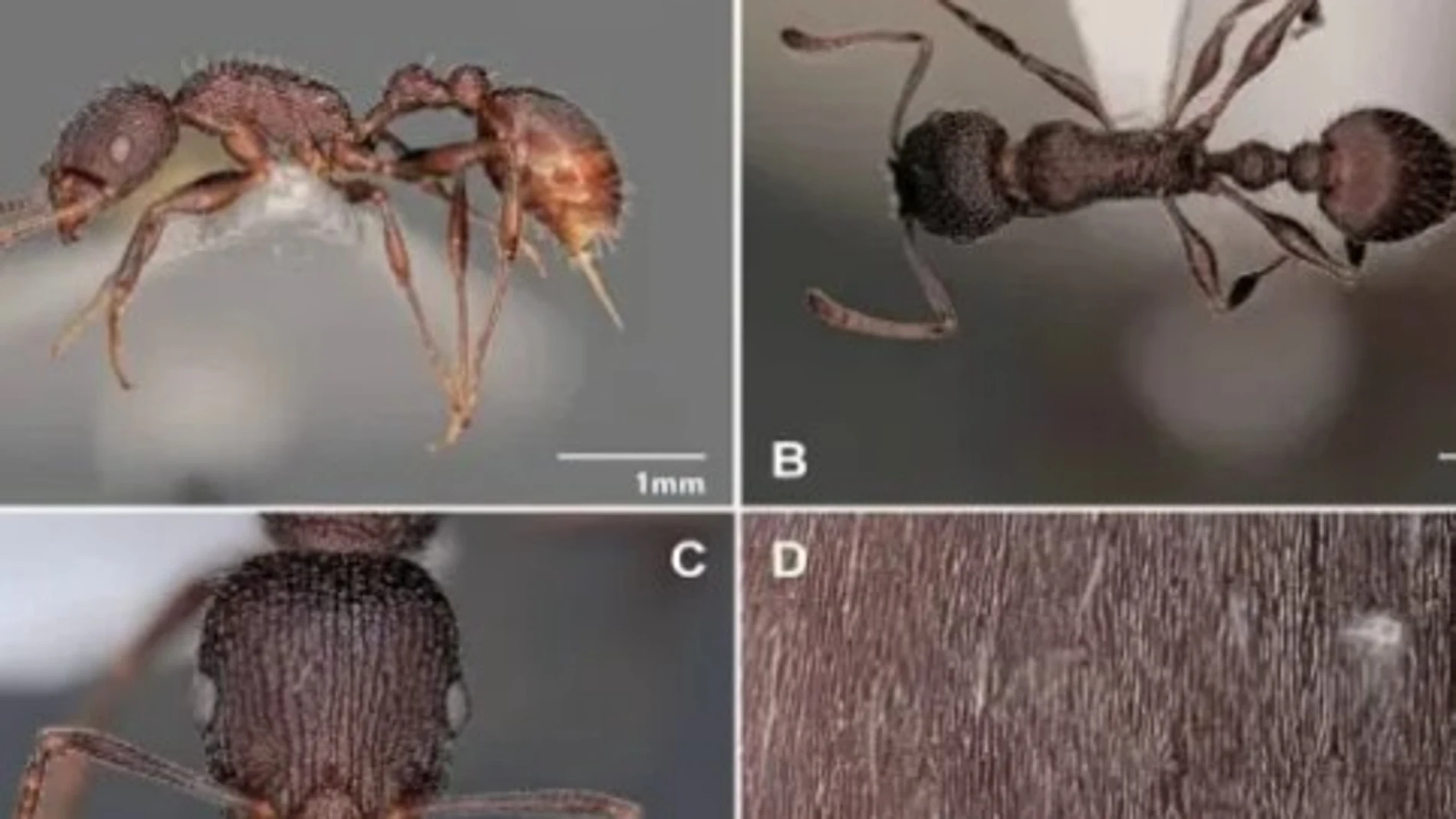 Imágenes de la nueva hormiga