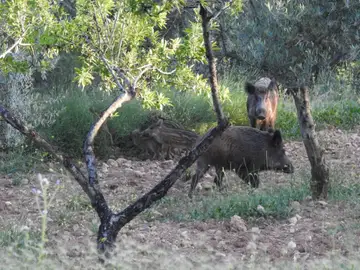 Jabalíes en una explotación ganadera Jabalíes en una explotación ganadera