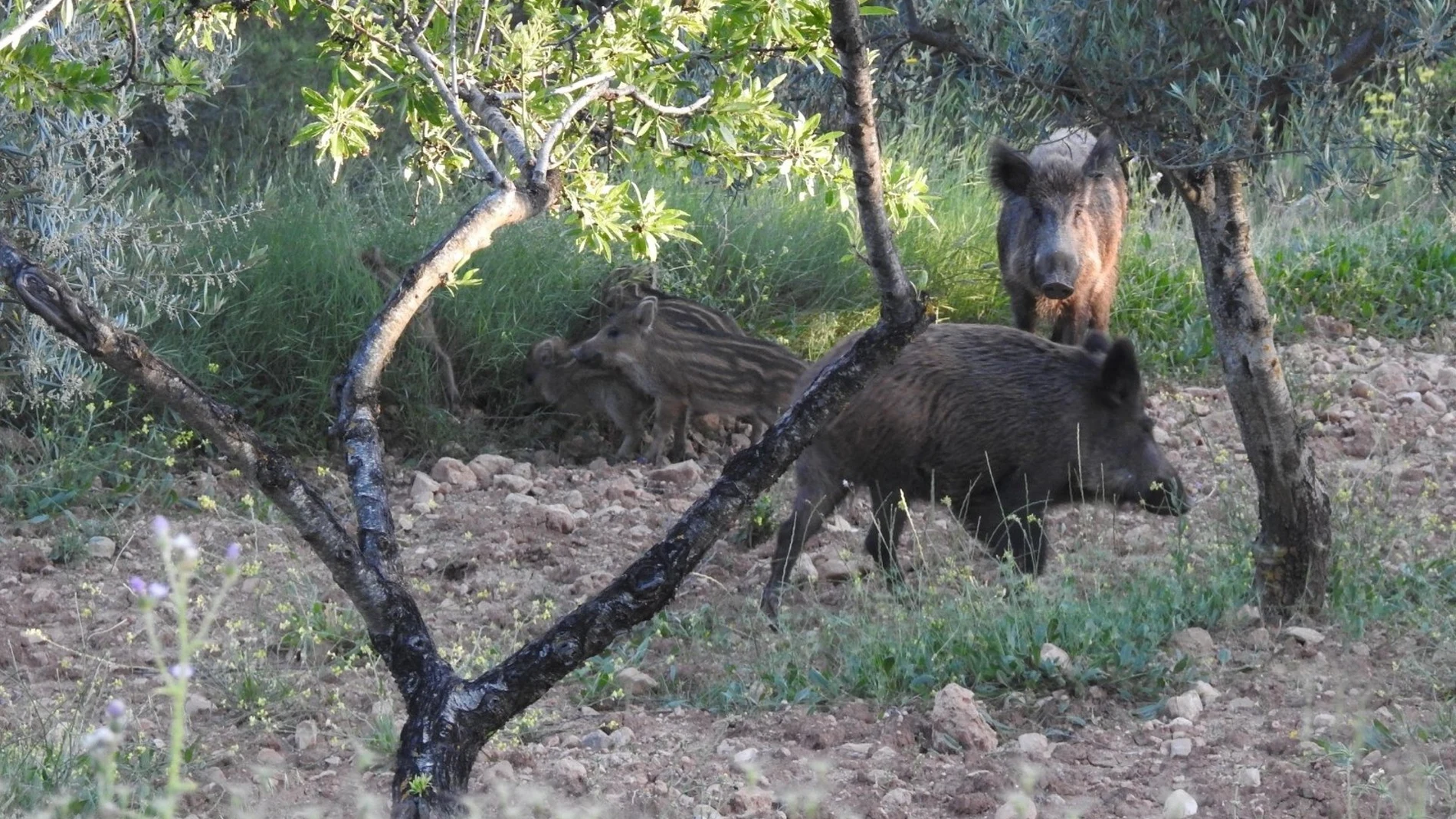 Jabalíes en una explotación ganadera