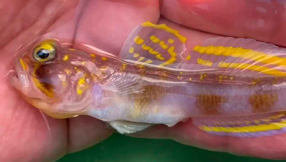 Este es el aspecto del Vanderhorstia supersaiyan