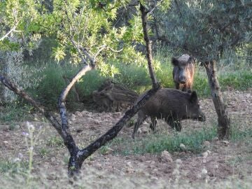 La Generalitat activa medidas preventivas ante la detección de casos de peste porcina africana en Catalunya