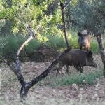 La Generalitat activa medidas preventivas ante la detección de casos de peste porcina africana en Catalunya