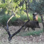 La Generalitat activa medidas preventivas ante la detección de casos de peste porcina africana en Catalunya