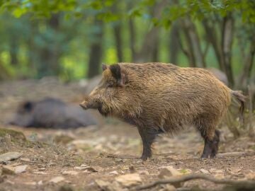 Economía.- CyL intensificará la caza del jabalí para evitar la transmisión en caso de que llegara a la comunidad