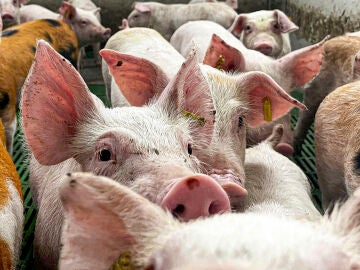 Aragón intensifica las inspecciones biosanitarias por la peste porcina africana