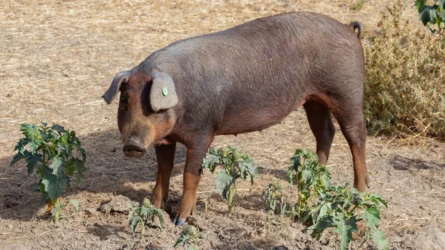 Economía.- Expertos veterinarios de la UE viajan mañana a Cataluña para dar apoyo frente a la peste porcina africana