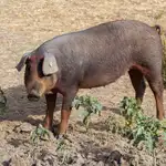 Economía.- Expertos veterinarios de la UE viajan mañana a Cataluña para dar apoyo frente a la peste porcina africana