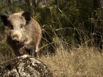 Peste porcina africana Peste porcina africana: cómo sé si un filete de cerdo o el jamón está contaminado