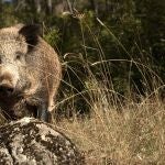 Peste porcina africana