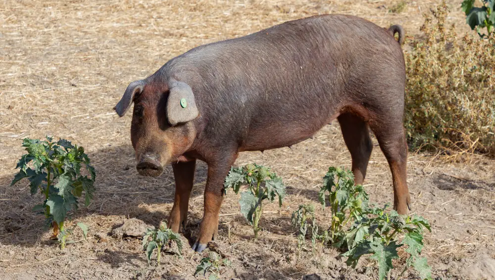 Se detectan nuevos casos de gripe porcina mientras se intenta frenar su expansión