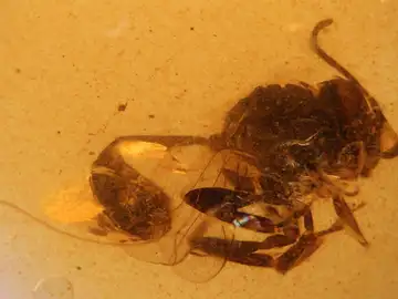 Descubren una nueva especie de avispa fósil en el ámbar de El Soplao de hace 105 millones de años Descubren una nueva especie de avispa fósil en el ámbar de El Soplao de hace 105 millones de años