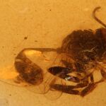 Descubren una nueva especie de avispa f&oacute;sil en el &aacute;mbar de El Soplao de hace 105 millones de a&ntilde;os