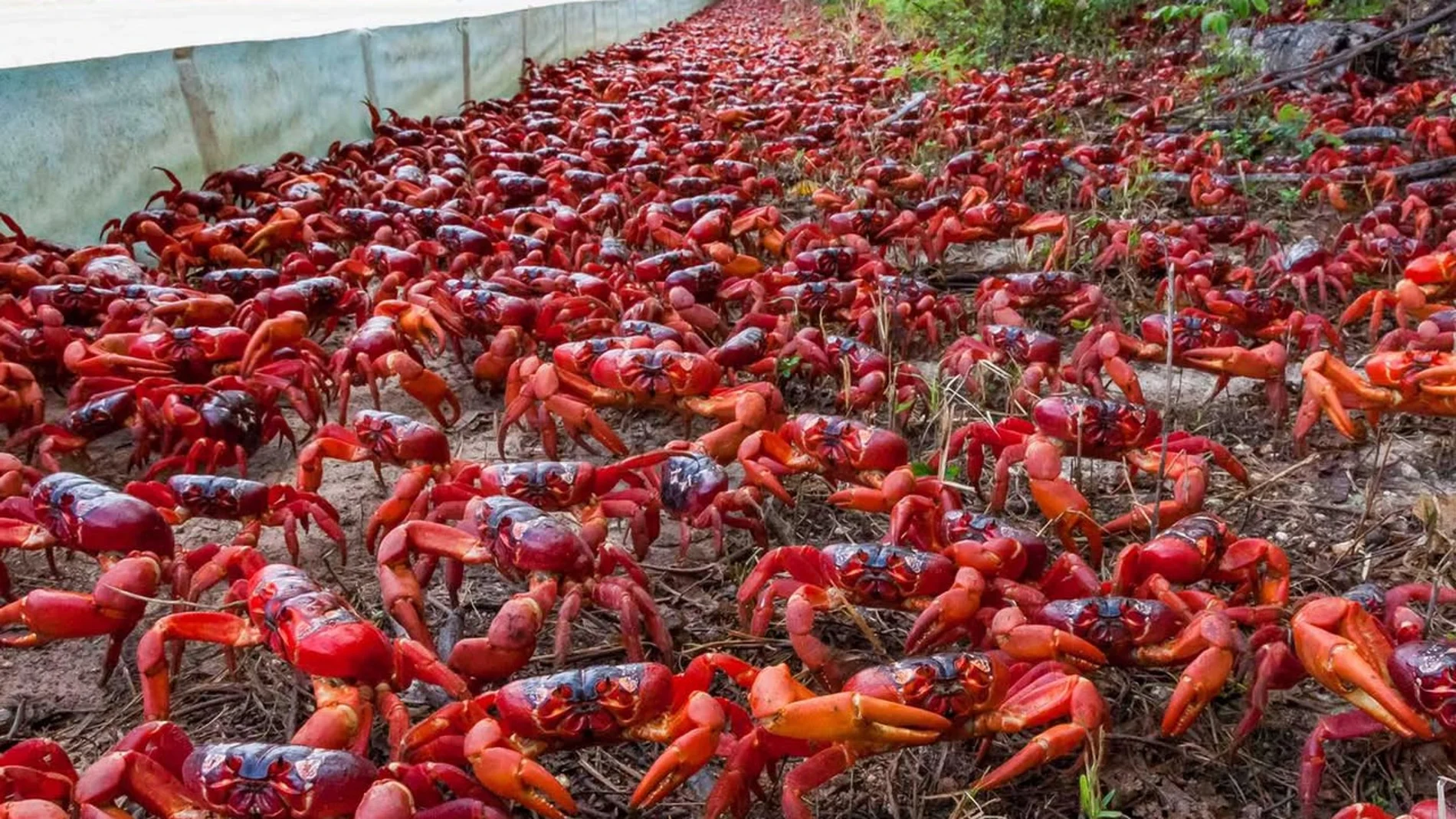 Tiene lugar la mayor migración de cangrejos del mundo y ha movilizado operativos de bloqueo de carreteras, voluntarios y monitoreo