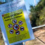 Hallan 50 jabalís muertos en la zona de Collserola (Barcelona) afectada por la peste porcina