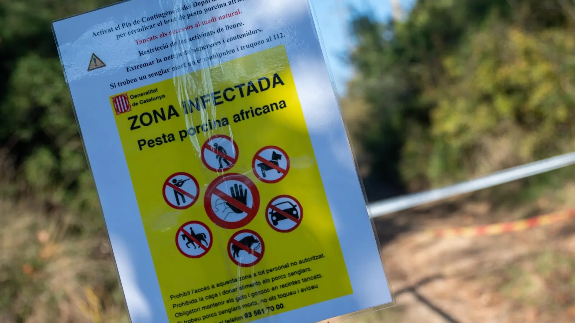 Hallan 50 jabalís muertos en la zona de Collserola (Barcelona) afectada por la peste porcina