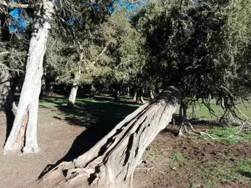 Sabinar de Calatañazor Sabinar de Calatañazor