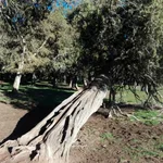 Sabinar de Calatañazor