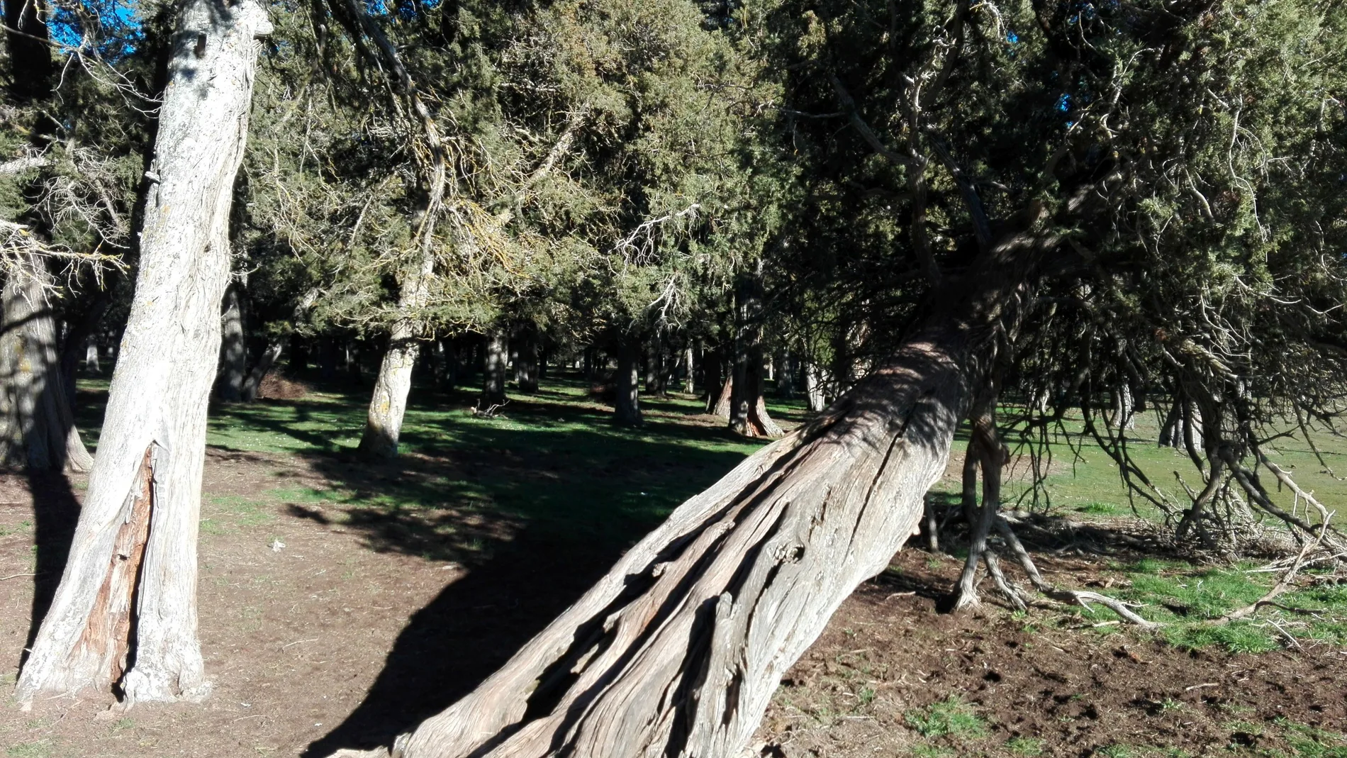 Sabinar de Calatañazor