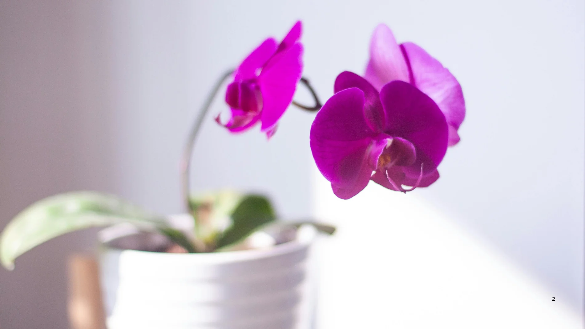 El truco para “despertar” a las orquídeas: florecen muy rápido incluso en invierno