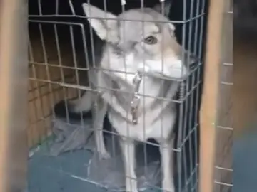 Retirados cinco perros lobo checoslovacos de un domicilio de Pelayos de la Presa, tras el ataque a un menor Intervenidos perros lobos en Pelayos de la PresaREMITIDA / HANDOUT por Guardia CivilFotografía remitida a medios de comunicación exclusivamente para ilustrar la noticia a la que hace referencia la imagen, y citando la procedencia de la imagen en la firma03/12/2025