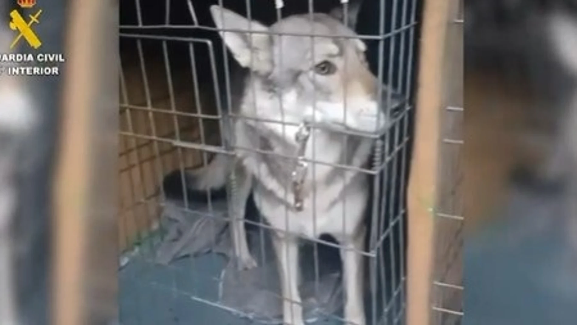 Intervenidos perros lobos en Pelayos de la PresaREMITIDA / HANDOUT por Guardia CivilFotografía remitida a medios de comunicación exclusivamente para ilustrar la noticia a la que hace referencia la imagen, y citando la procedencia de la imagen en la firma03/12/2025