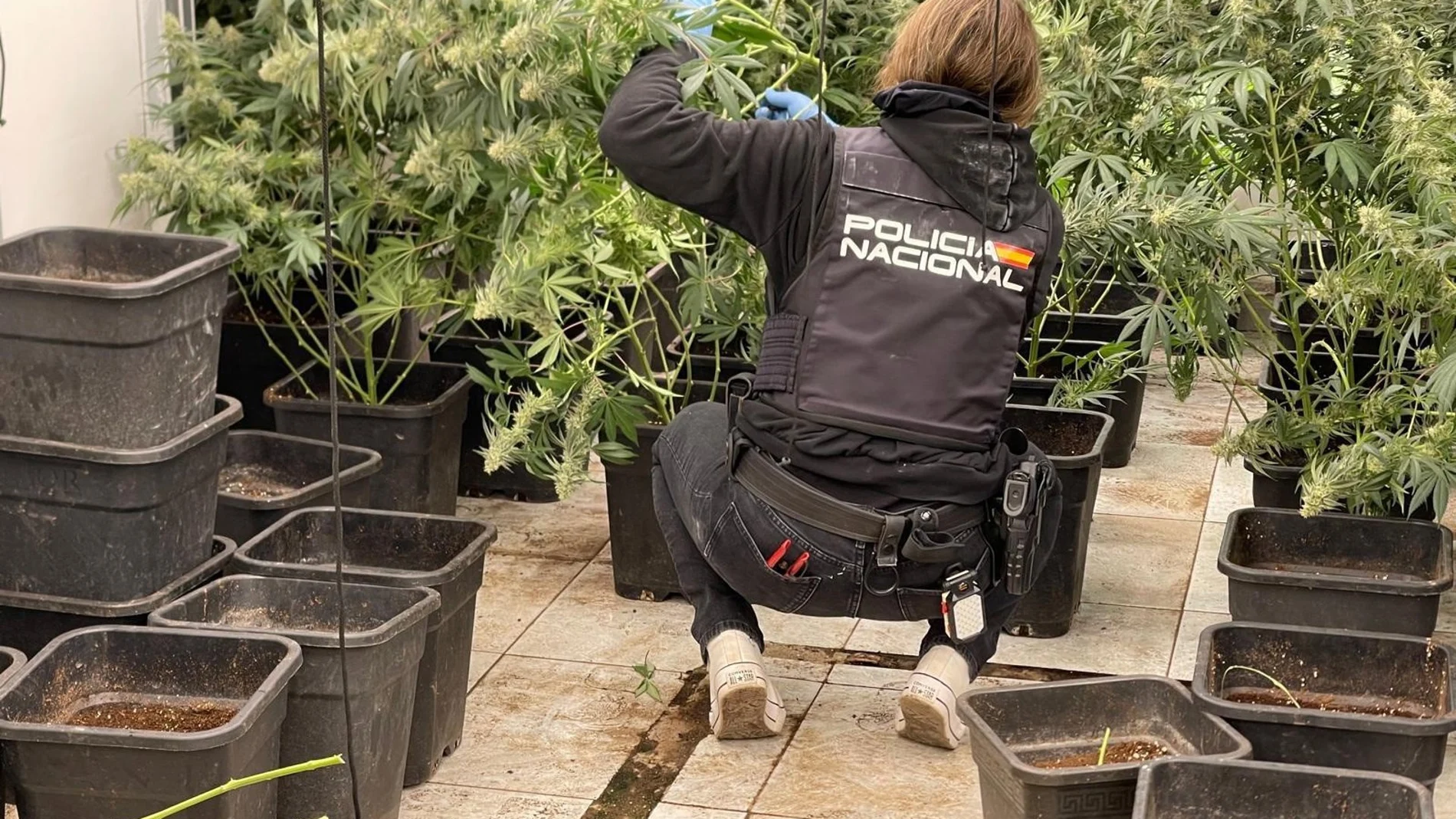 Marihuana intervenida