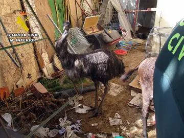 Sucesos.- Descubren un núcleo zoológico clandestino en malas condiciones sanitarias en una vivienda en Lorca Animales sin identificar ni registrar y en malas condiciones higinénico-sanitarias en un recinto de Lorca (Murcia) REMITIDA / HANDOUT por Guardia Civil Fotografía remitida a medios de comunicación exclusivamente para ilustrar la noticia a la que hace referencia la imagen, y citando la procedencia de la imagen en la firma 03/12/2025