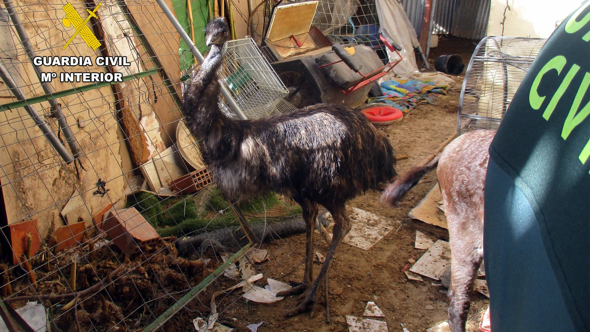 Animales sin identificar ni registrar y en malas condiciones higinénico-sanitarias en un recinto de Lorca (Murcia) REMITIDA / HANDOUT por Guardia Civil Fotografía remitida a medios de comunicación exclusivamente para ilustrar la noticia a la que hace referencia la imagen, y citando la procedencia de la imagen en la firma 03/12/2025