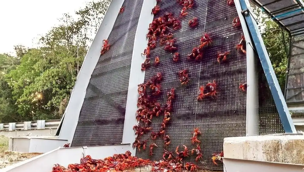 Cangrejos rojos en migración escalando una pared